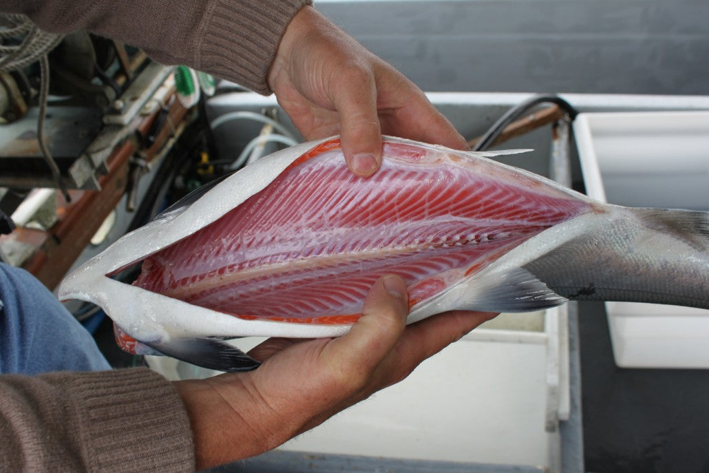 Salmone reale d'Alaska intero, eviscerato, decapitato e congelato