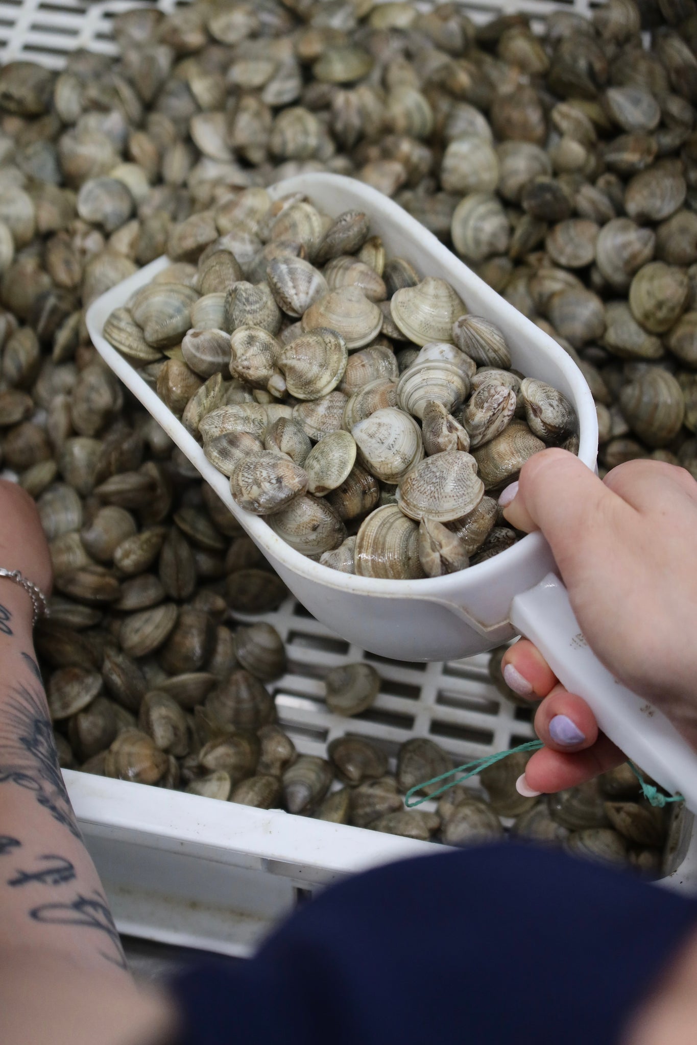 Vongole Lupino Adriatico Confezione da 400 g