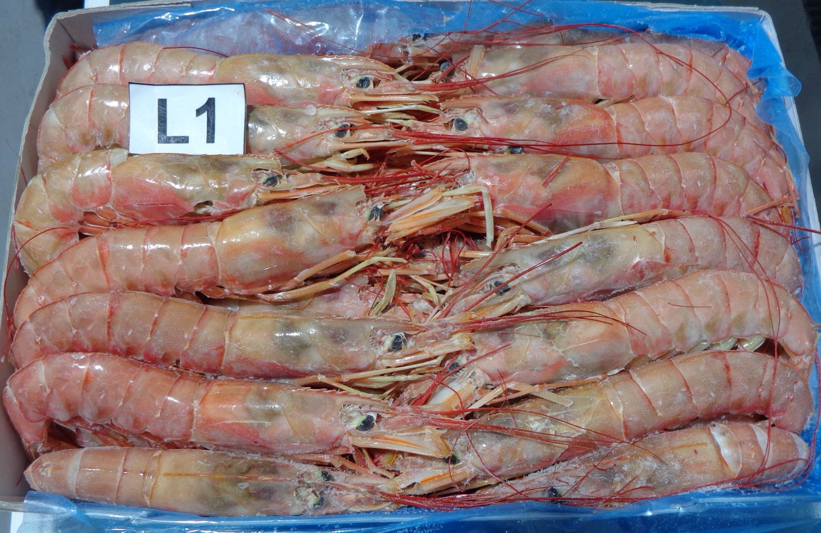 Gambero argentino (Langostino) L1 Pescanova, congelato (da 10-20 pz/kg)