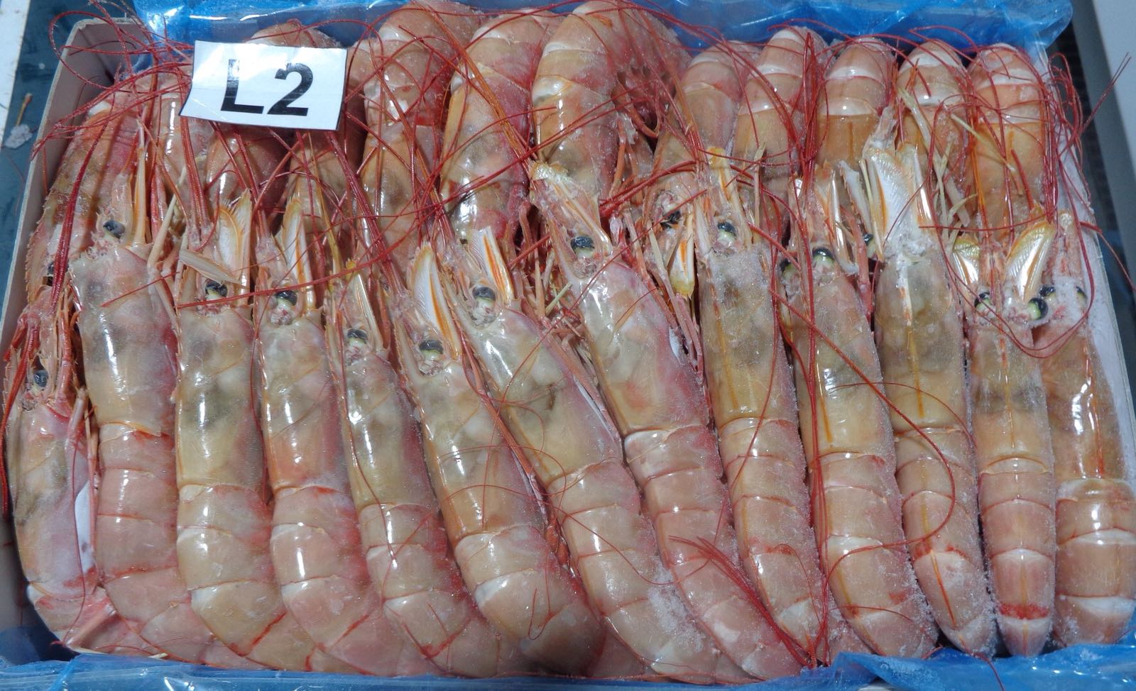 Gambero argentino (Langostino) L2 Pescanova, congelato (da 20-30 pz/kg)