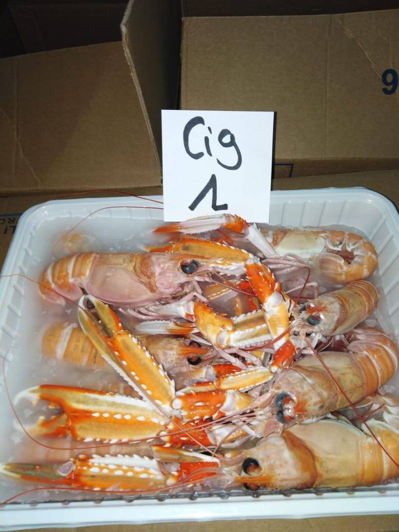 Scampi del Mediterraneo congelati (10-15 pz/kg)