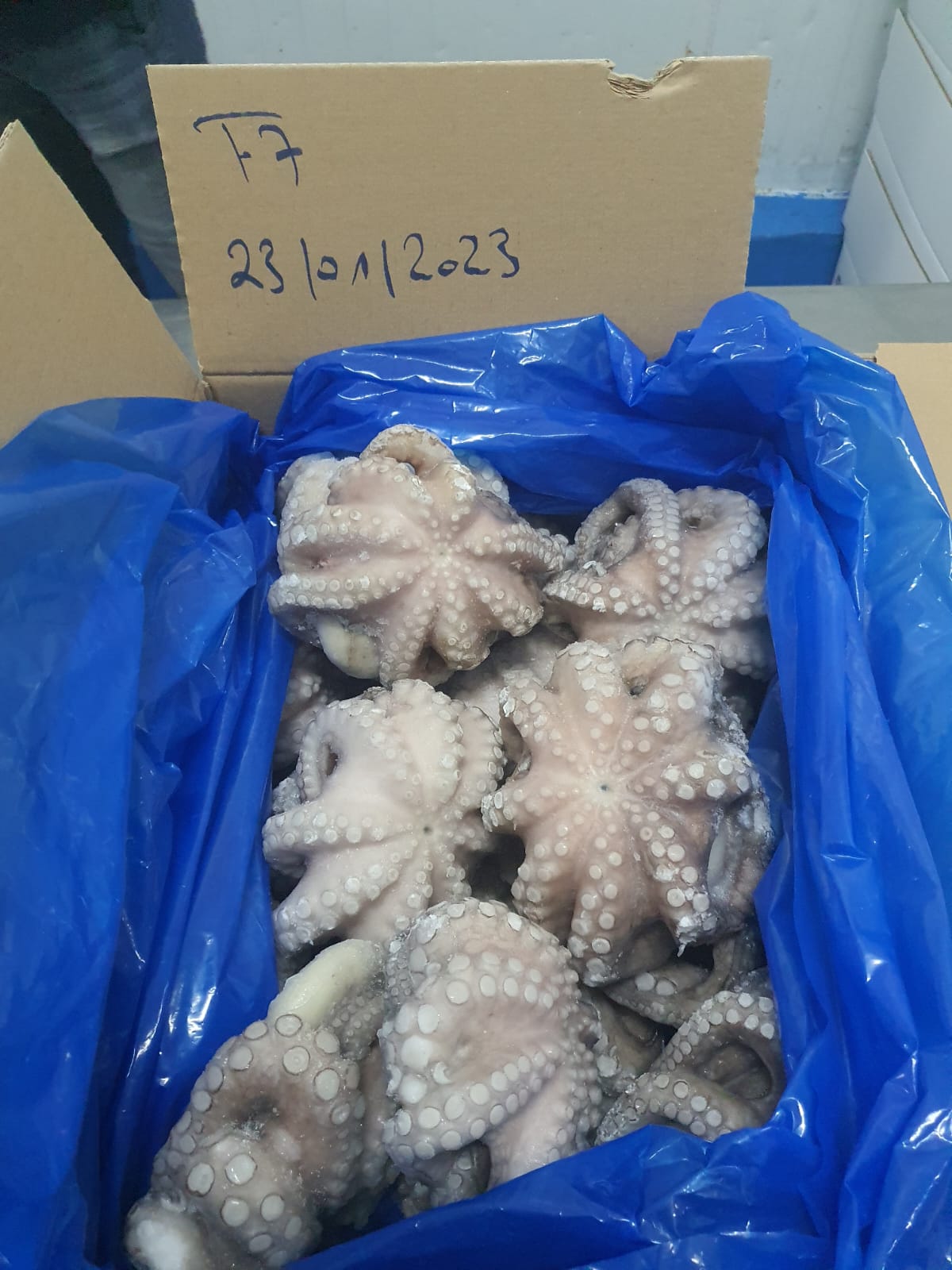 Polpo crudo eviscerato congelato T7 IQF