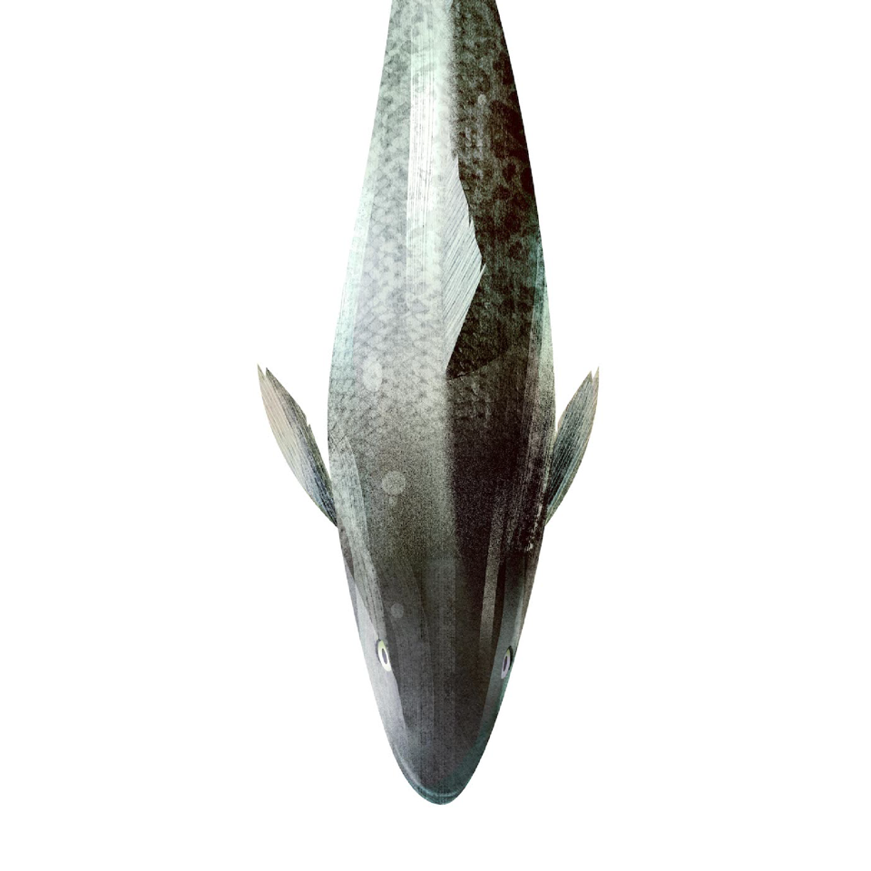 Carbonaro (Black Cod) Gindara H&G, congelato da 4-5lb