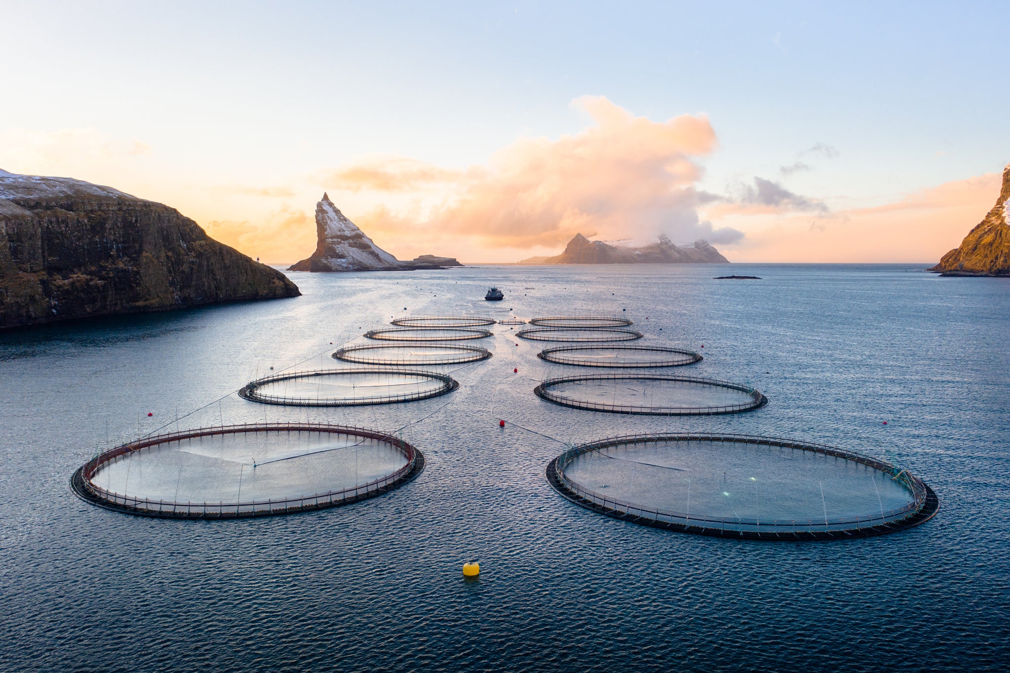Filetto di salmone Isole Faroe, taglio Trim B, congelato da 1,4-1,8kg