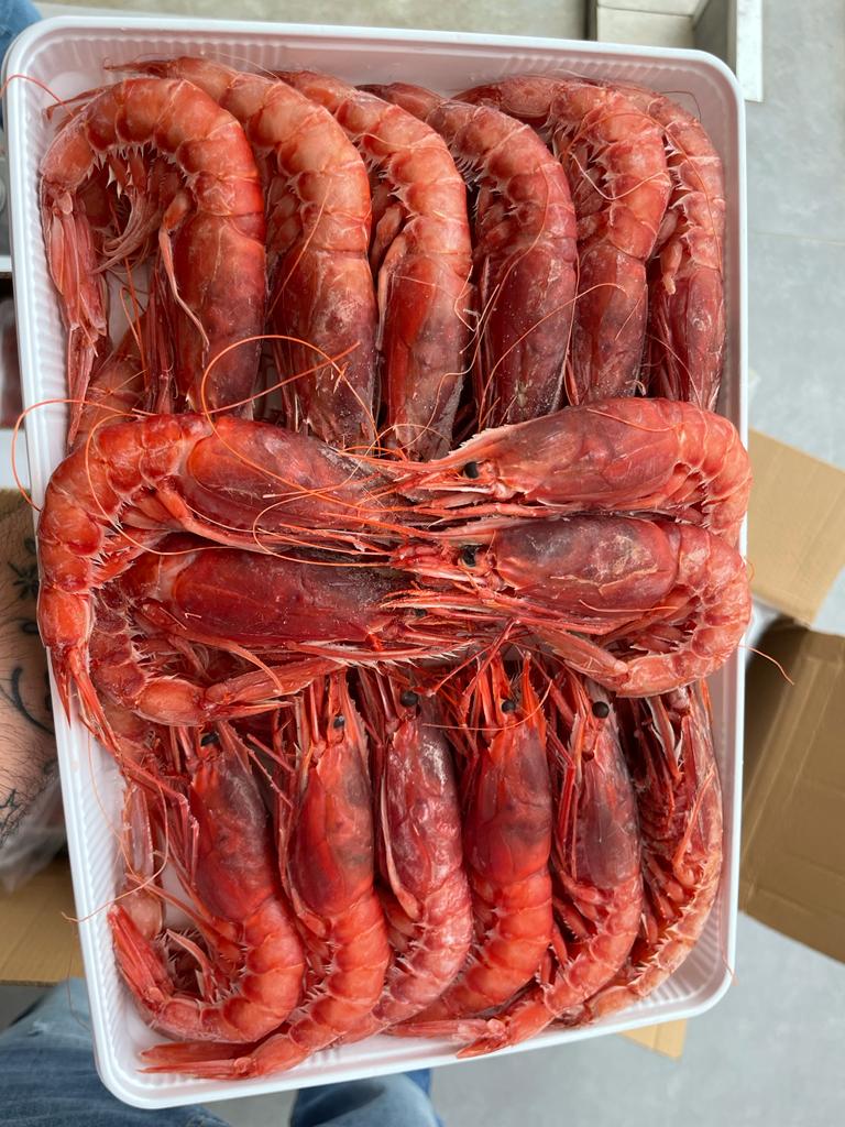 Gambero rosso del Mediterraneo 30-40 pz/ kg, congelato, da 1 kg