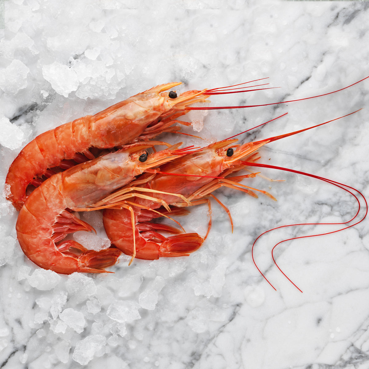 Gambero argentino (Langostino) L1 Arbumasa, congelato (da 10-20 pz/kg)