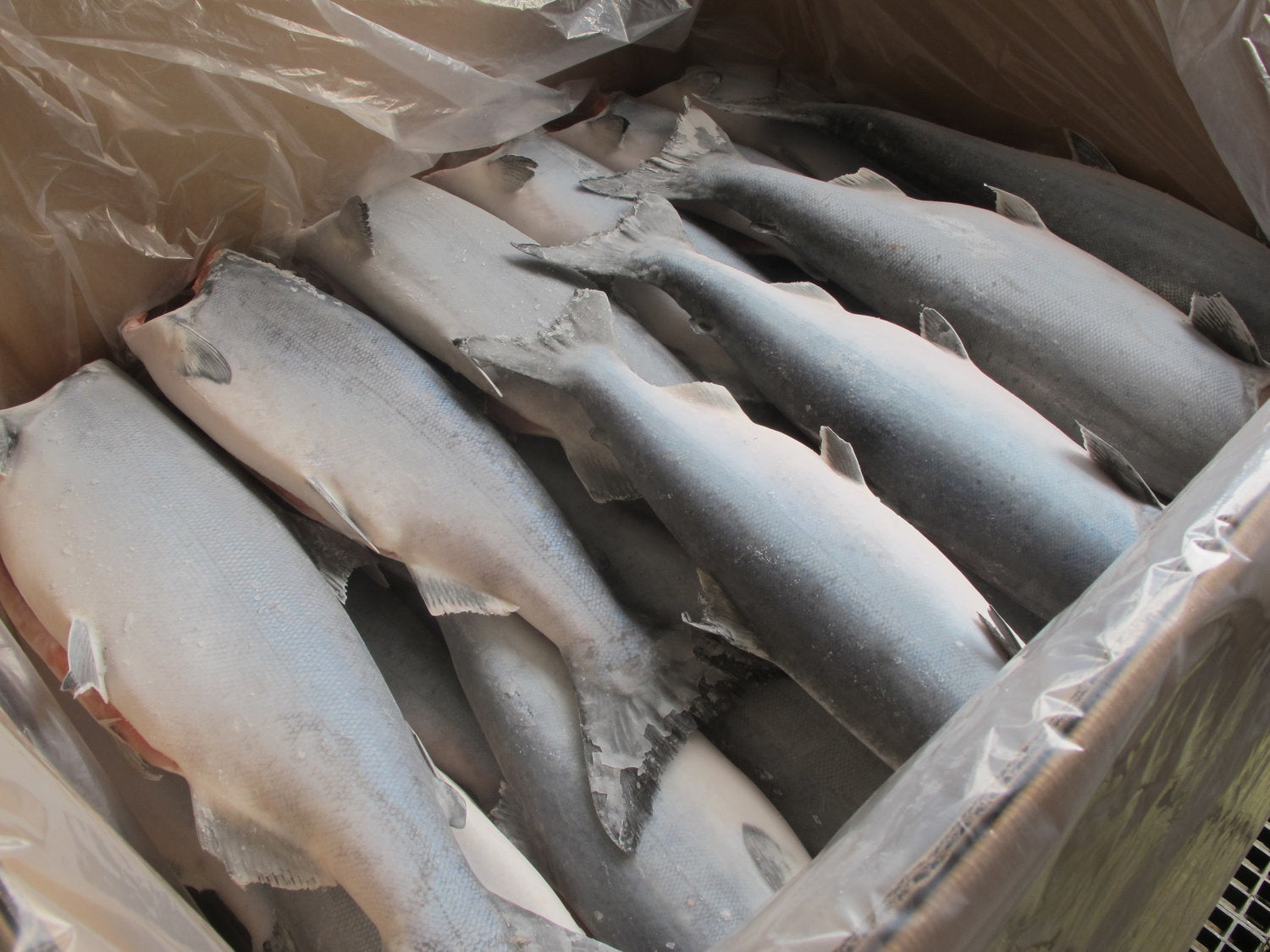 Salmone reale d'Alaska intero, eviscerato, decapitato e congelato